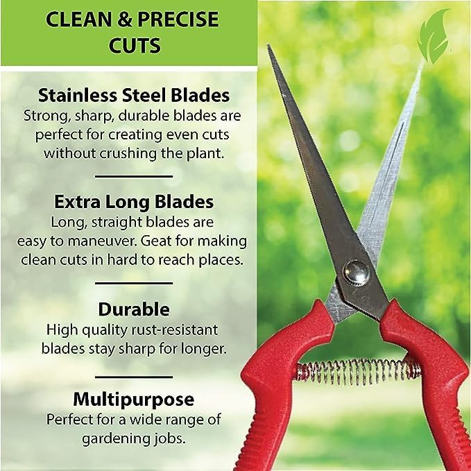 GARDEN GURU Extra Long Stainless Steel Pruner Pruning Shears Clippers Snips – Sharp Bonsai Cutter Trimming Scissors – Straight Blade Garden Scissors Tool – Great for Flowers Herbs - 1 Case (50 Pcs)